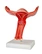 Anatomical uterus and overy model